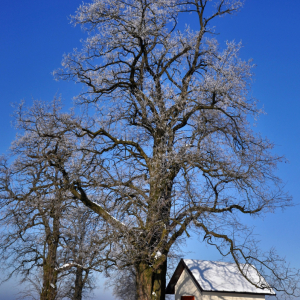 BEATA SULIKOWSKA Zima na Roztoczu