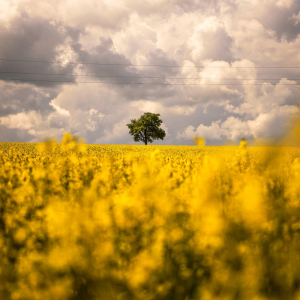 EDYTA FILIPEK-BAJOR Pomiędzy niebem a ziemią