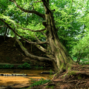 EDYTA FILIPEK-BAJOR Driada