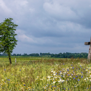 PAWEŁ FERENC Pośród pól i łąk