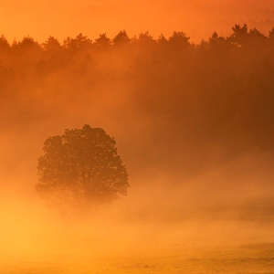 MACIEJ BECHTA Drzewa-świt