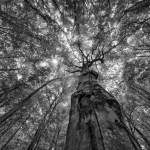 WYRÓŻNIENIE PIOTR CHMIELEWSKI Sędziwy buk