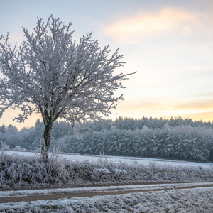 I miejsce i Złoty Medal Fotoklubu RP - SŁAWOMIR ŁUKASIK Szadź