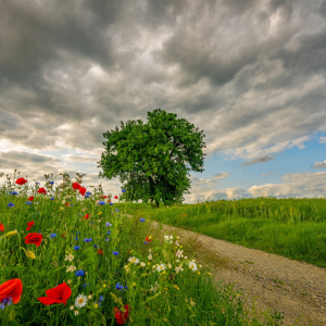 SŁAWOMIR ŁUKASIK Grusza