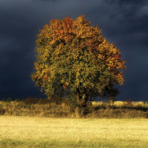 Nagroda od Sponsora WIESŁAW JABŁOŃSKI Drzewo w jesiennych barwach