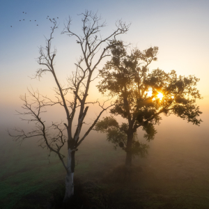 II Miejsce i Srebny Medal Fotoklubu RP - KRZYSZTOF BOBKO Promyk życia