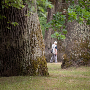 WYRÓŻNIENIE BOGUSŁAW PUPIEC Wiekowe dęby