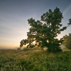 PIOTR CHMIELEWSKI Dąb o świcie